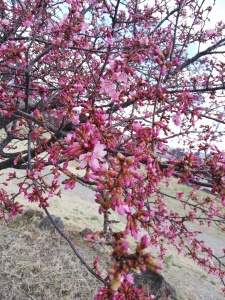 おかめ桜